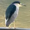 Cenanianglaob