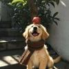 济南安菲尔德球场小叶4