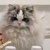 米兰前锋古特曼