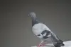 W73717