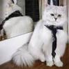 广东圣西罗球场小叶6