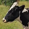 牛肉马水