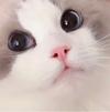 撅人就是累