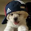 嘎子爱喝百事可乐