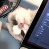 伸个脑袋