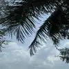Cc李i