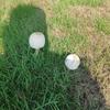 温州世界足球先生小钱8