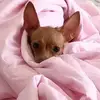 智梅无畏
