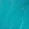 鸭梨水大