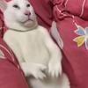 赛博精神病