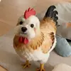 凑合着看吧