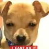 凶狠里尔小白菜