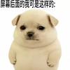 江苏布雷斯特小白4
