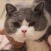 我有三只猫
