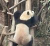 为梅西注册了dqd