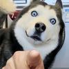 伪装成正常人