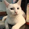 Coys丶