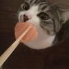 拿破仑猫