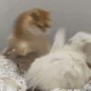 皇家西班牙人队主力7号