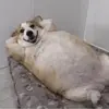 繁花飘落