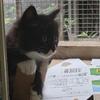 铁血熊猫到亚洲之巅