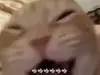 wsszds