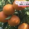 火星热那亚小林
