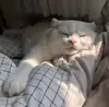 哈啤奶奶