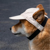 大湿兄肥来啦