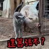 人間清醒