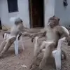 哎哟我滴妈吖