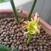 北京莱加内斯小何1
