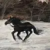 曹魏官丘俭
