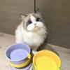 猫不想坐牢