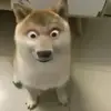 挖呀挖呀哇哇哇