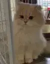 唐山防守型中场小戴7