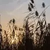 迷途小书童zhw