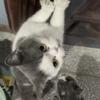 炸云吞