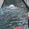全神贯注上树爬墙