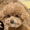 鲜奶油蛋糕