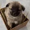 乐邦雷猫詹士