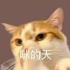 被观测的量子叠加态