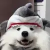 北京弗赖堡小徐6
