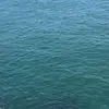 小蝌蚪6868