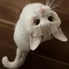 Cyanideeeeee