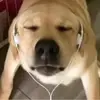 潜潜话
