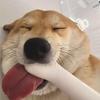 和芥末薯片不共戴天