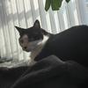 我家的猫叫六六