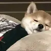 诸葛迪迦