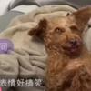 宁波欧洲最佳年轻球员小郝9